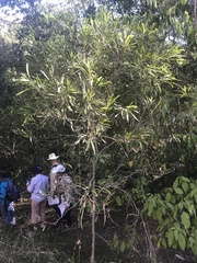 Acacia maidenii