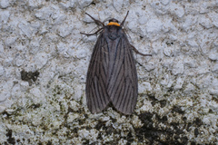 Macrobrochis fukiensis