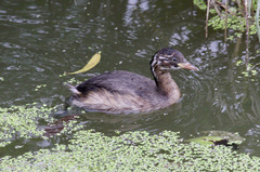 Tachybaptus ruficollis