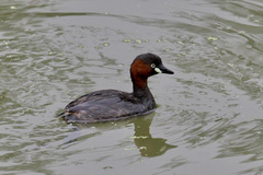 Tachybaptus ruficollis