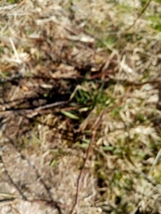 Anemonoides nemorosa