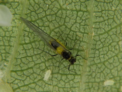 Capitophorus