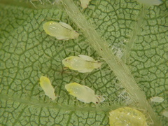 Capitophorus