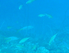 Azurina multilineata