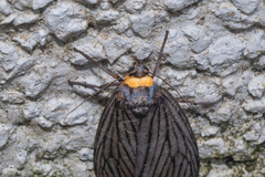 Macrobrochis fukiensis