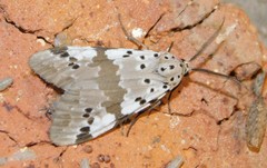 Galtara nepheloptera