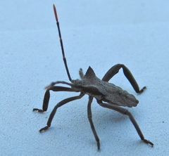 Elasmopoda