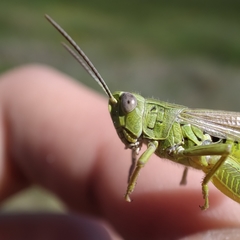 Chorthippus apicalis