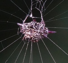 Gasteracantha doriae