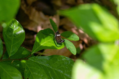 Trichobaptria exsecuta exsecuta