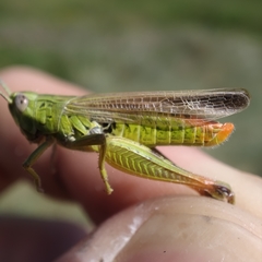 Chorthippus apicalis