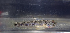 Acentrogobius