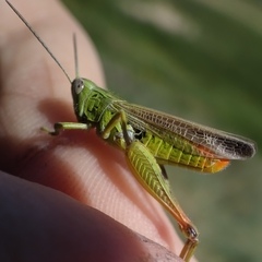 Chorthippus apicalis