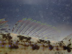 Acentrogobius