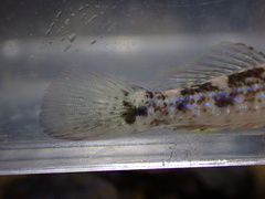 Acentrogobius