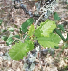 Quercus pauciradiata