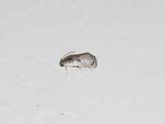 Oriodryas olbophora