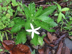 Hippobroma longiflora image