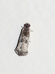 Oriodryas olbophora