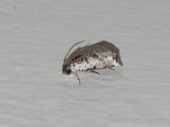Oriodryas olbophora