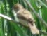 Curruca communis