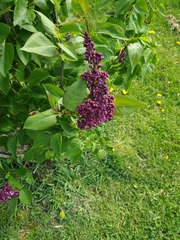 Syringa vulgaris