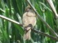 Curruca communis
