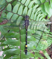 Gomphidia kodaguensis