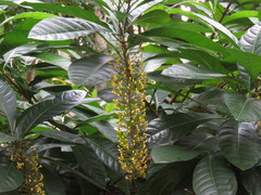 Lophanthera lactescens
