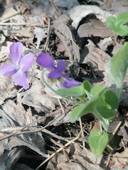 Viola collina
