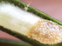 Pulvinaria floccifera