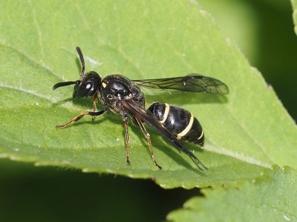 Symmorphus angustatus