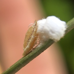 Pulvinaria floccifera