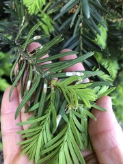 Pulvinaria floccifera