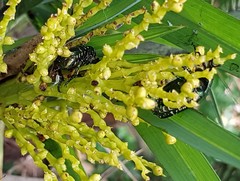 Protaetia orientalis