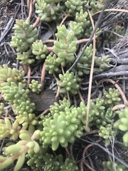 Sedum album
