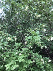 Weigela subsessilis