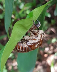 Cryptotympana atrata