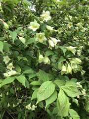 Weigela subsessilis