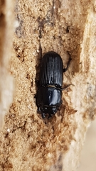 Figulus binodulus