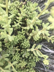 Sedum album