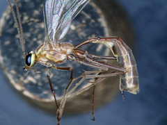 Ophion obscuratus