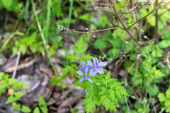 Delphinium anthriscifolium