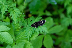 Trichobaptria exsecuta exsecuta