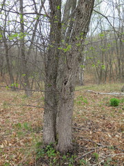 Pyrus ussuriensis