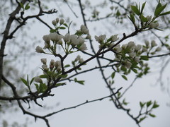 Pyrus ussuriensis