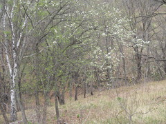 Pyrus ussuriensis
