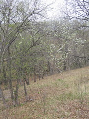 Pyrus ussuriensis