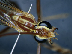 Ophion obscuratus