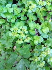 Chrysosplenium oppositifolium